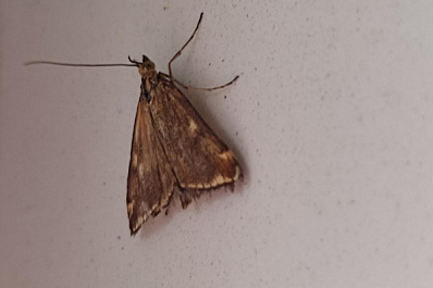 Жители Самарской области сообщают о нашествии мотыльков