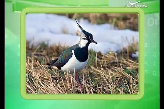 Календарь губернии 09.04.2016