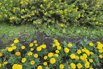 В Самаре в 2022 году высадили более 1,5 млн цветов