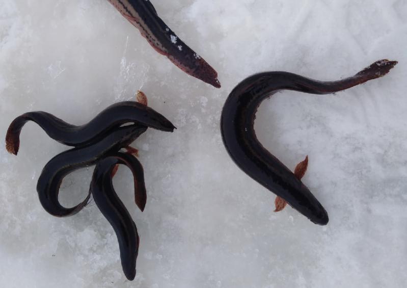 Пищит и извивается: под Сызранью мужчина выловил необычную рыбу