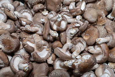 Как правильно выбрать грибы весной: рекомендации Роспотребнадзора 