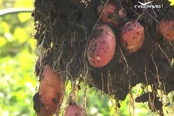 Дачные советы 29.06.2017. Картофельный бактериоз