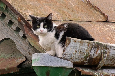 Зоопсихолог Лана Петренко раскрыла секреты поведения кошек