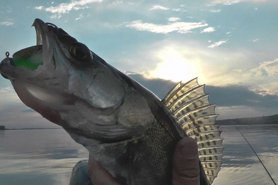 Ловим судака. Рыбацкое счастье.