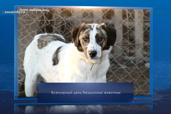 Всемирный день бездомных животных. Календарь Губернии от 16 августа