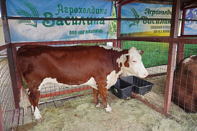 Каких результатов добилось хозяйство из Августовки вопреки жаре