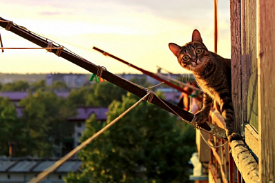 Дикие вопли с балкона многоэтажки не дают уснуть жителям Самары