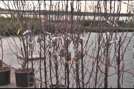 Дачные советы 18.04.2013