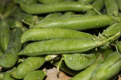 Гигантская личинка попалась жителям Новокуйбышевска в банке с горошком