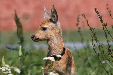 В Самарской области в питомник принесли осиротевшего косуленка