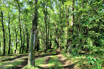 Ночевал в лесу: в Самарской области пенсионер ушел за грибами и заблудился