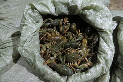 В Самаре у троих мужчин изъяли 37 мешков живых раков