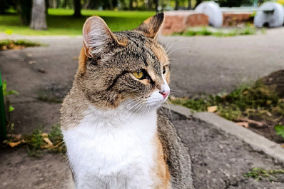 В Самаре пройдет благотворительный фестиваль питомцев