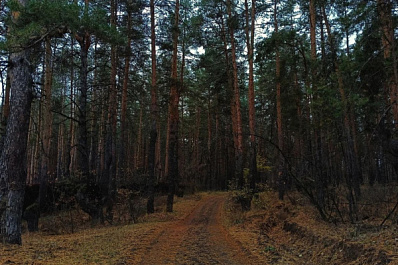 Завершен весенний посев сосны в Клявлинском районе