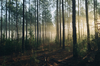 В Самарской области ожидается чрезвычайная пожароопасность лесов