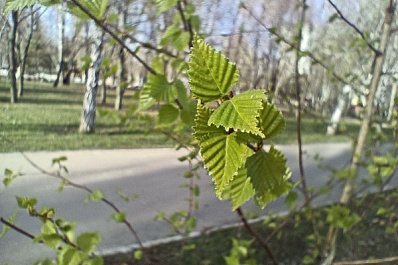 В Самарской области 3 мая ожидаются заморозки и порывистый ветер