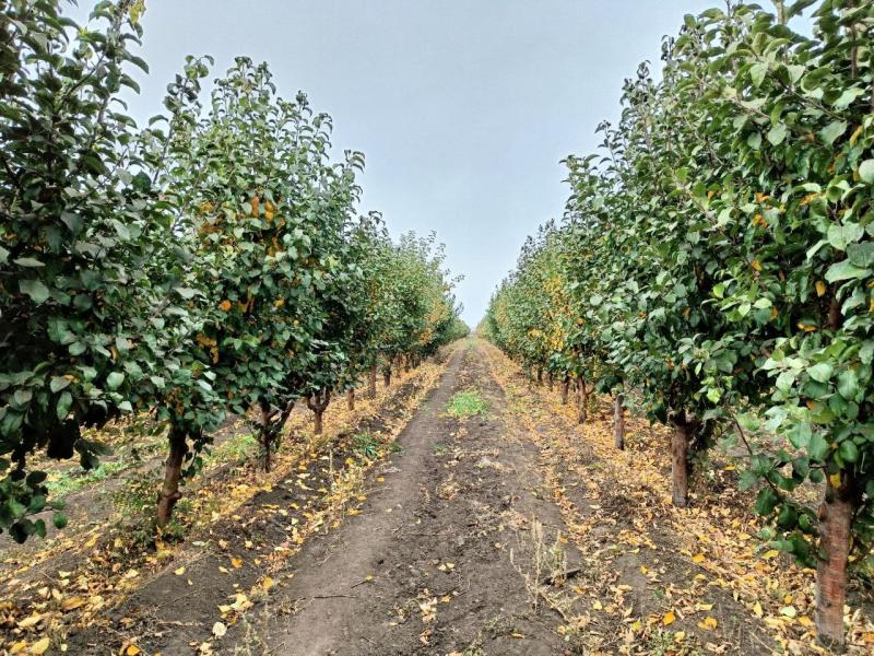 Жители Отрадного присоединились к Международной акции "Сад памяти"