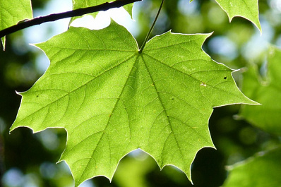 В Самаре начали спиливать вековые деревья, формально признав их аварийными