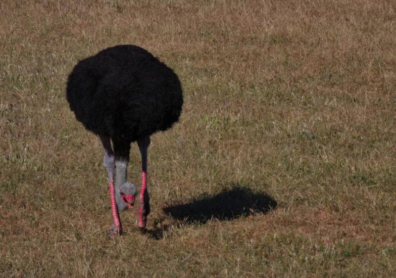 Бывший учитель из Самарской области развивает агротуризм с помощью черных страусов