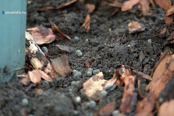 Осенняя подкормка. Дачные сезоны