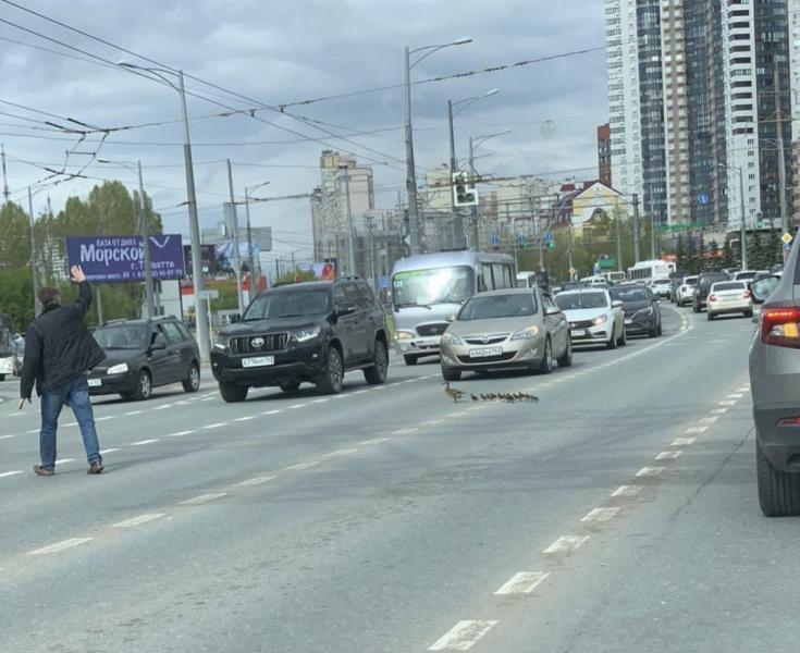 Самарец перекрыл движение на Московском шоссе для уток-пешеходов