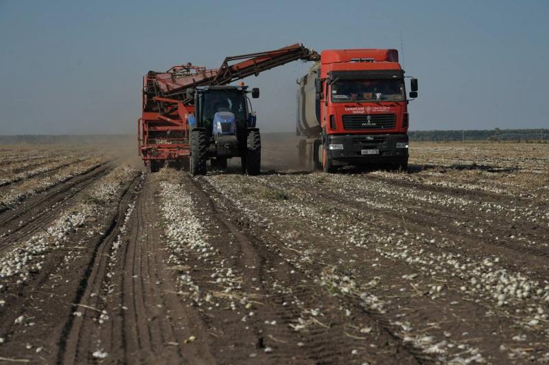 Время собирать: в Самарской области продолжается уборка овощей