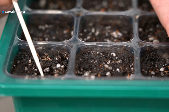 Сеем на рассаду пеларгонию и бегонию. Дачные сезоны