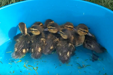 В Самаре невнимательный водитель оставил сиротами нескольких утят