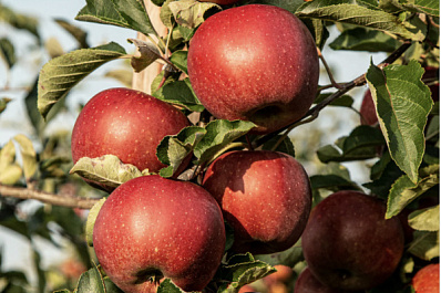 В Самарской области пройдет "Яблочный фест"
