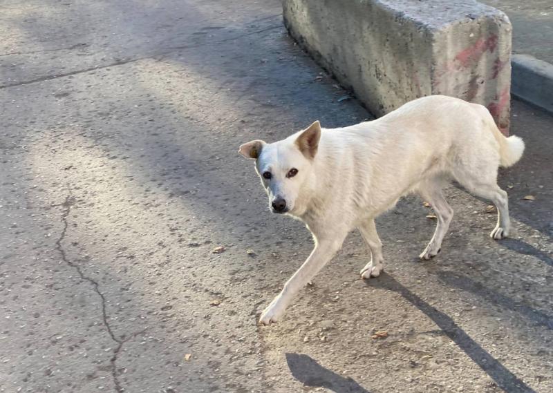 Госдума предлагает новый подход к проблеме бездомных животных