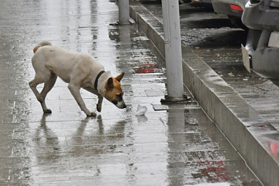В Новокуйбышевске бездомные собаки напали на девочку 