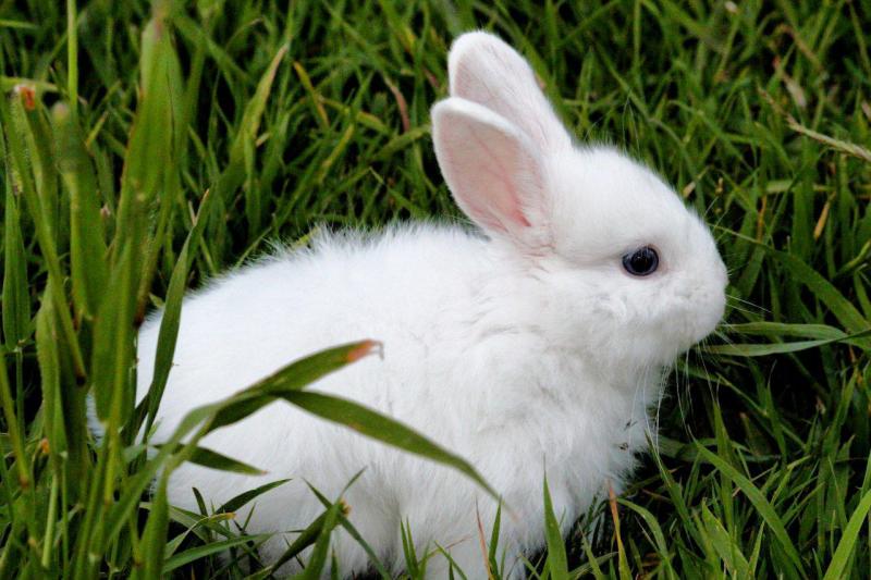 Психолог назвал причины, из-за которых люди издеваются над животными