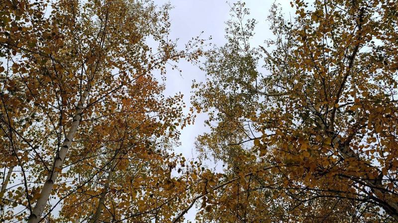 В Самарской области за два дня произошло 5 лесных пожаров по вине человека