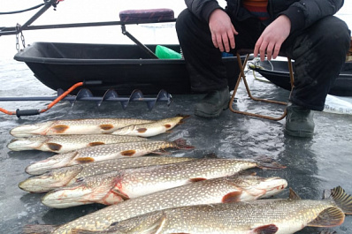 Рыбак из Сызрани вытащил огромных щук из Волги