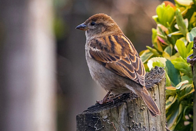 Россиянка спасла от гибели Джека Воробья