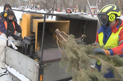 В Автограде начали перерабатывать елки в щепу 