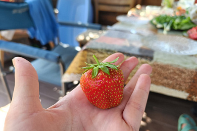 Как защитить клубнику от долгоносика: эффективные методы борьбы с вредителем для дачников