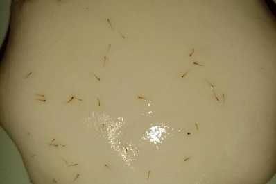 Самарцы обнаружили в мыле личинки неизвестного происхождения