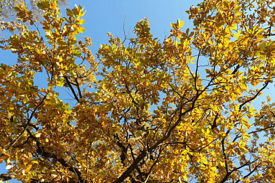 В Самарской области 10 сентября будет солнечно и по-осеннему тепло