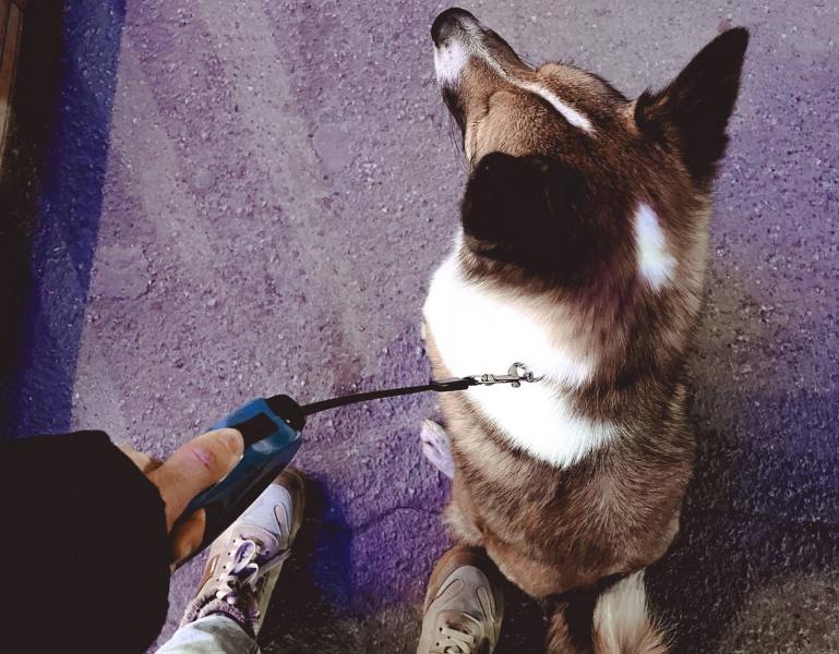 В Самаре прошли соревнования по кинологическому спорту 