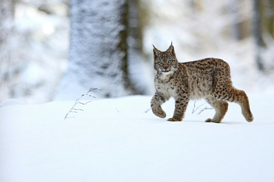 Рысь поселилась рядом с населенным пунктом в ПФО