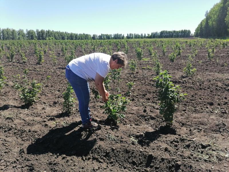 ООО "Садовод" расширяет ассортимент плодовых культур