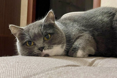 ГД приняла закон о запрете продажи животных в зоомагазинах и на птичьих рынках