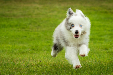 Кинолог Голубев: гиперактивные собаки сложно поддаются дрессуре