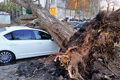 "Вырвало с корнями": в Самаре на Ташкентской дерево придавило иномарку