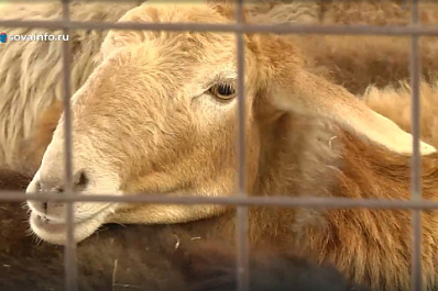 На Поволжской агропромышленной выставке представили элитных овец эдильбаевской породы