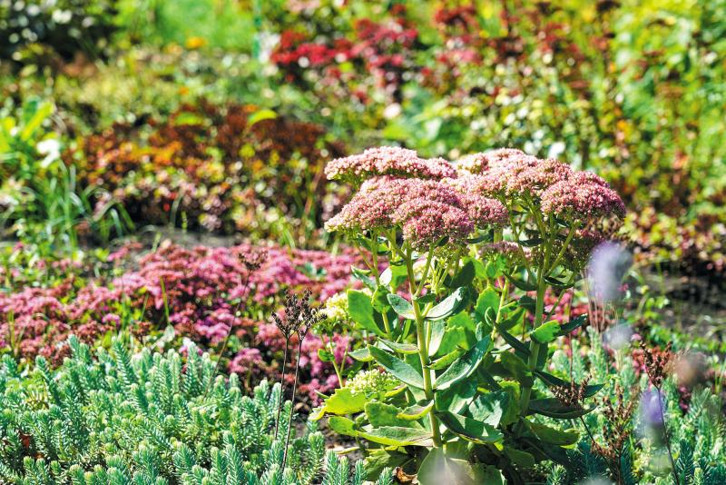 Растущий интерес: как самарские ученые исследуют лекарственную флору