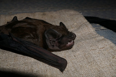 В Самарской области поймали редких гигантских вечерниц