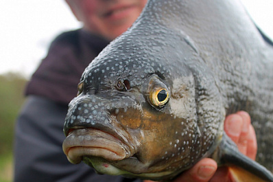 Поймал и обомлел: в Самарской области рыбак не ожидал поймать такой улов