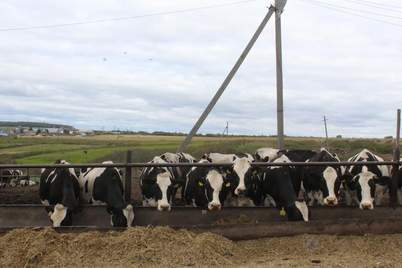 Задача со "Звездой": как аграрии Исаклинского района закончили агросезон